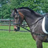 BUSSE Ausbindezügel OESEN-Elastik, SH/M-Pony,...