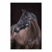 Kerbl Nylonhalfter Classic schwarz, Pony