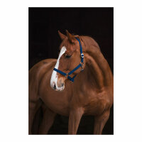 Kerbl Nylonhalfter Classic blau, Foal