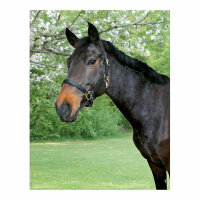 Kerbl Halfter Eco, Leder schwarz, Pony