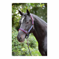 Kerbl Halfter Dexter mit Fleeceunterlage, blau, Foal