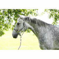 Kerbl Pferdehalfter Liam light grey, Pony