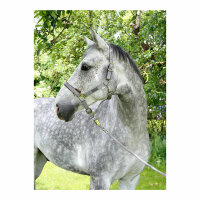 Kerbl Pferdehalfter Liam light grey, Pony