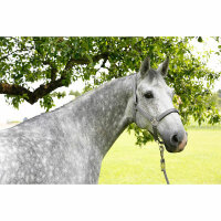 Kerbl Pferdehalfter Liam light grey, Pony