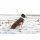 Kerbl Hundemantel Royal Pets, braun, 40cm