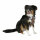 Kerbl Hundegeschirr Pulsive, schwarz, 36-50 cm, 46-60cm