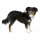 Kerbl Hundegeschirr Pulsive, schwarz, 36-50 cm, 46-60cm